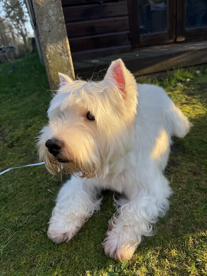 Tidy white West Highland terrier lying on a sunny lawn